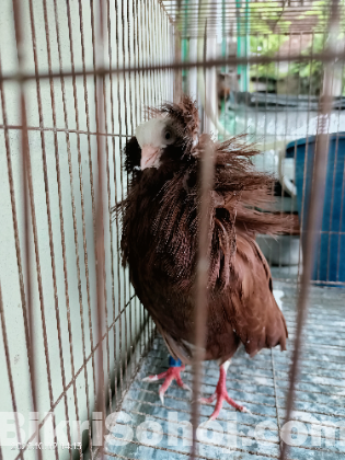 জ্যাকবীন কবুতর